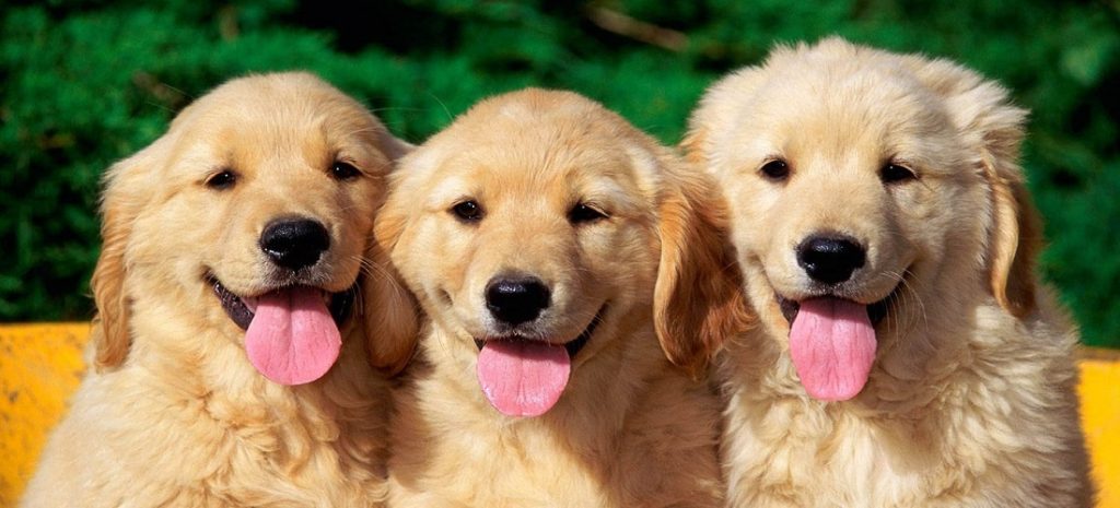 nombres perro tendencia