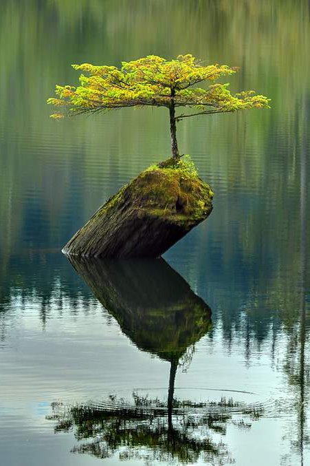 Lake-Tree-British-Columbia