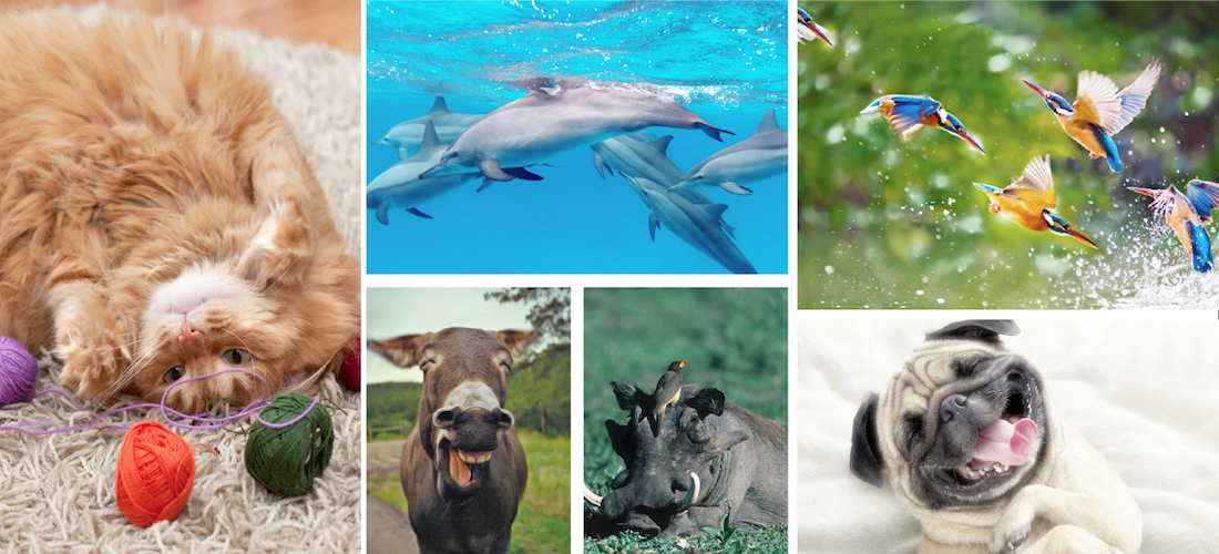 15 fotos de animales siendo realmente felices