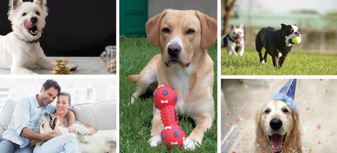 10 Ideas para celebrar el Día del Perro con tu mascota