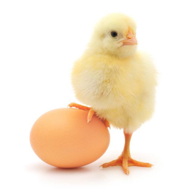pollito-parado-en-un-huevo