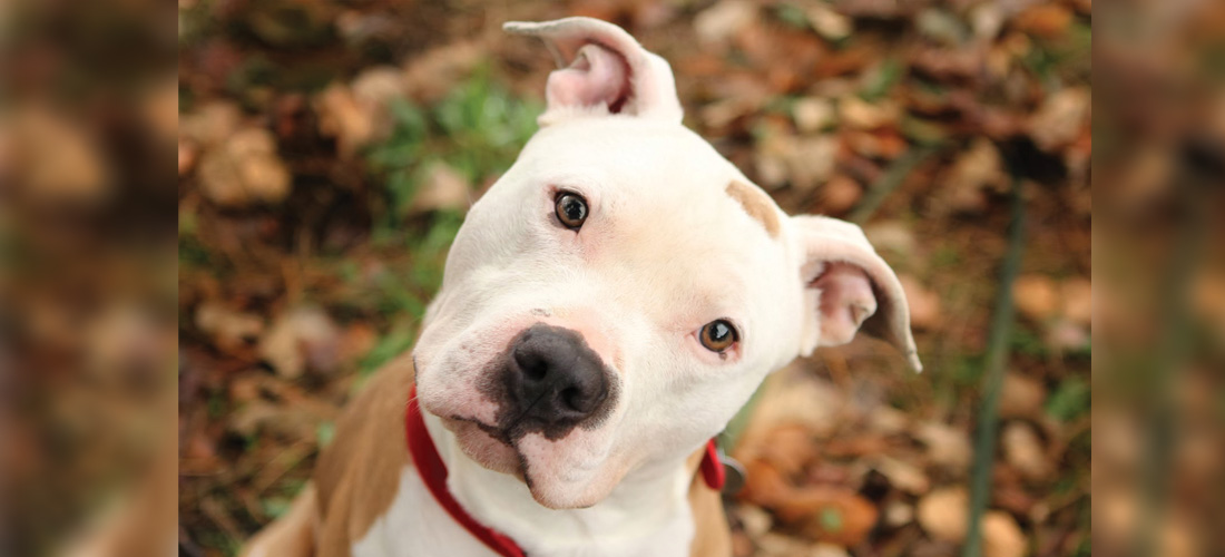 10 datos curiosos que no sabías acerca de los Pit Bulls