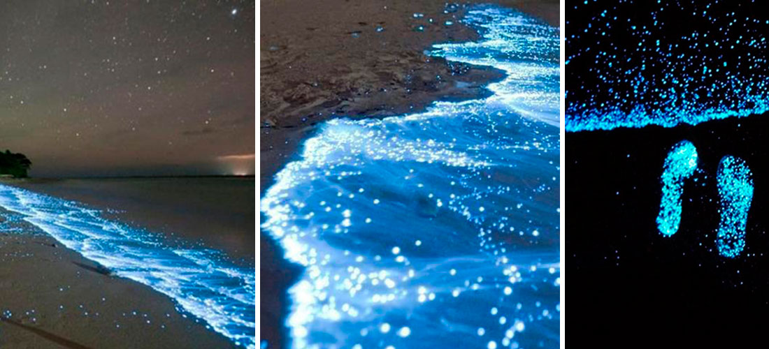 5 playas con olas bioluminiscentes de México