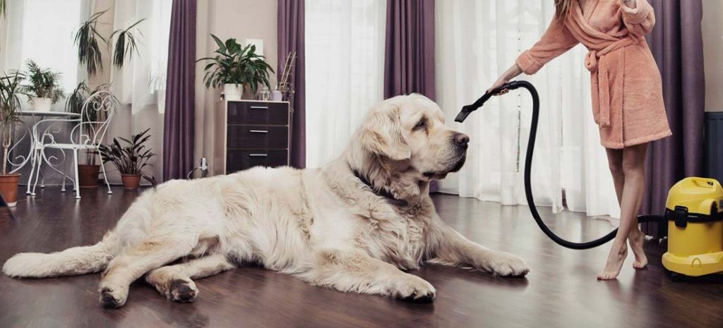 Cómo mantener tu casa limpia con mascotas