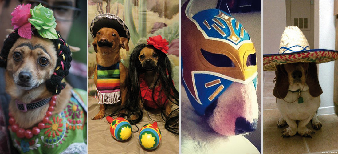 10 disfraces divertidos y mexicanos para festejar con tu perro