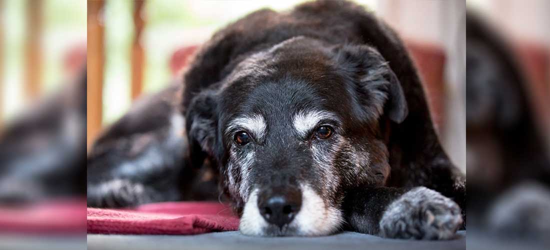 5 hermosas lecciones que te dará tu perro al envejecer