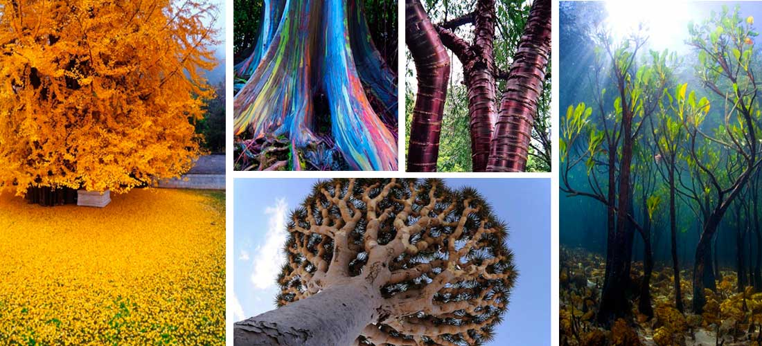 10 árboles fantásticos que te harán dudar de su realidad