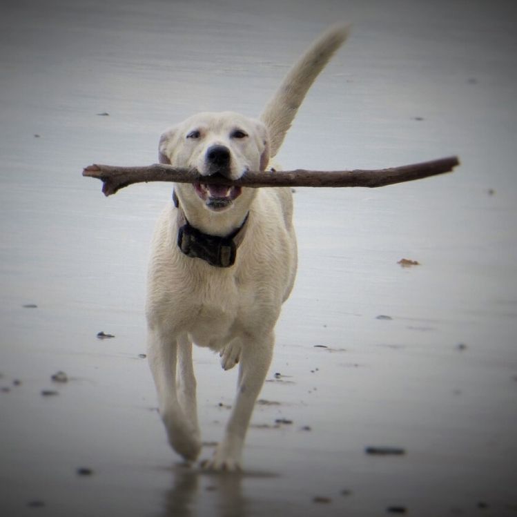 labrador jugando con rama