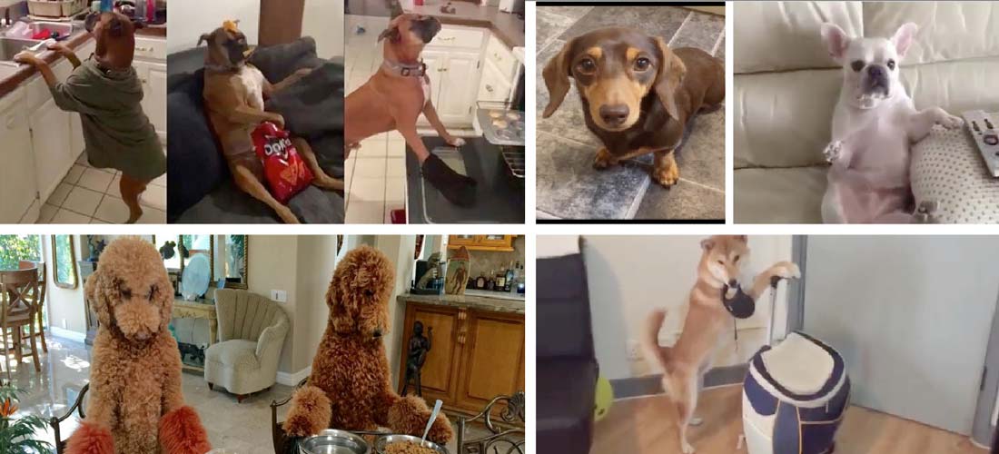 Los mejores #Mannequinchallenge de perros