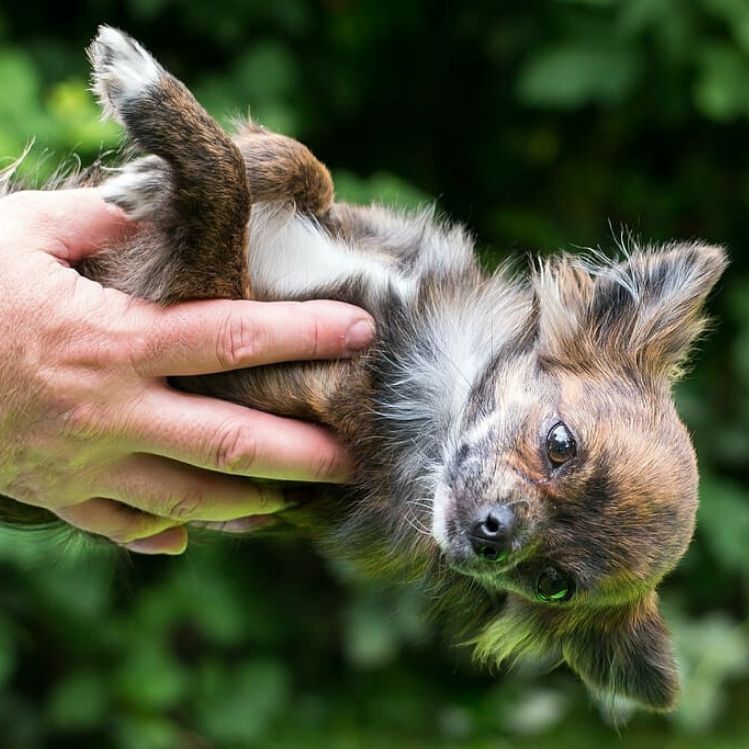 manos sosteniendo perro chihuahua