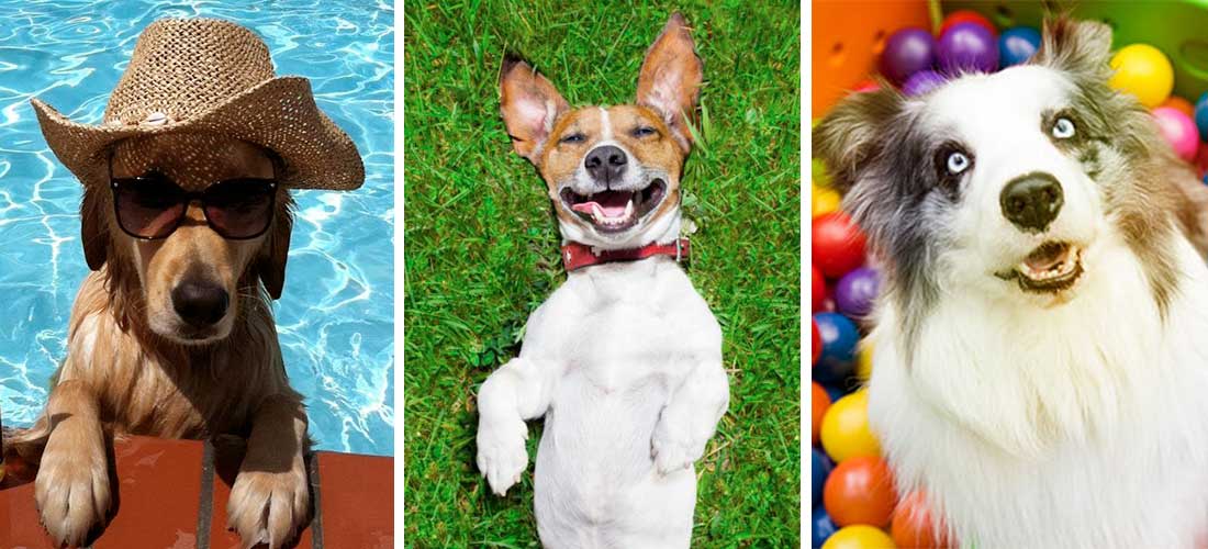 10 cosas que harán a tu perro la mascota más feliz del mundo