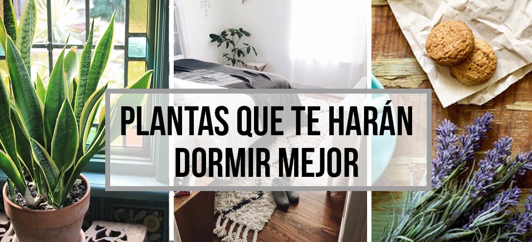 Plantas ideales para tu cuarto que te harán dormir mejor