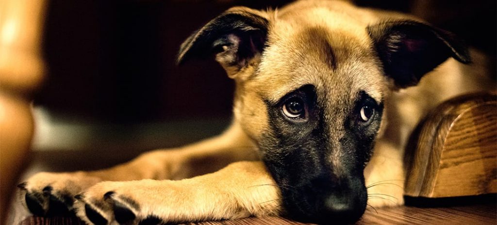 síntomas y las razones de la depresión en los perros