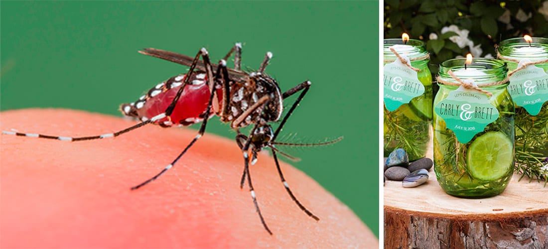 evitar mosquitos casa epoca calor