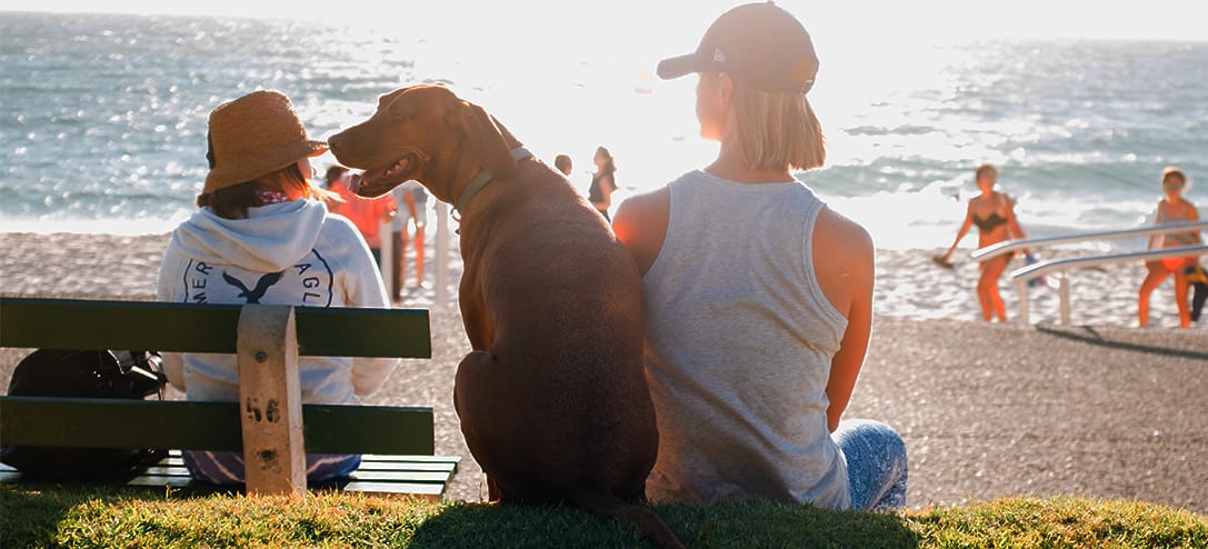 10 cosas que debes saber si dejas a tu mascota sola en vacaciones