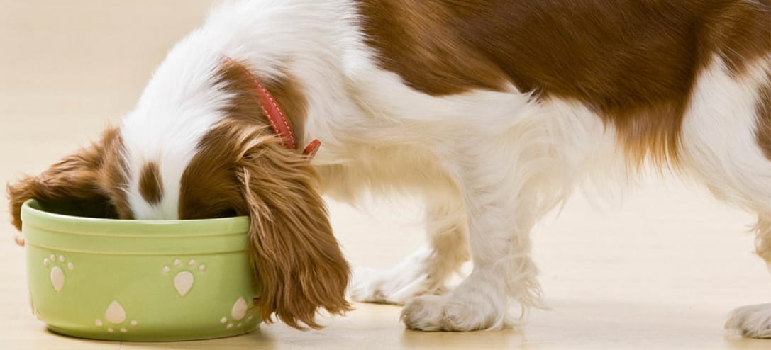 Alimentación alternativa: 5 alimentos para perros que puedes prepararles sin croquetas