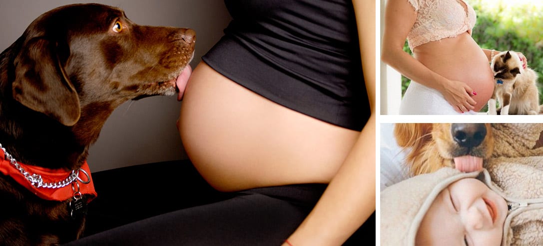 Beneficios de tener perros y gatos durante el embarazo
