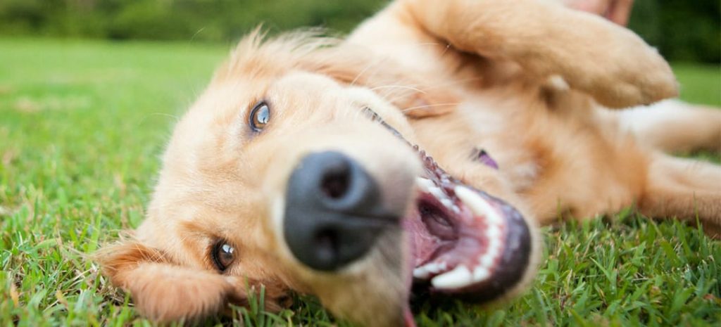 técnicas de relajación para perros