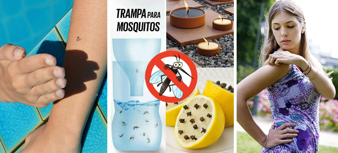 10 repelentes naturales para mosquitos en época de calor