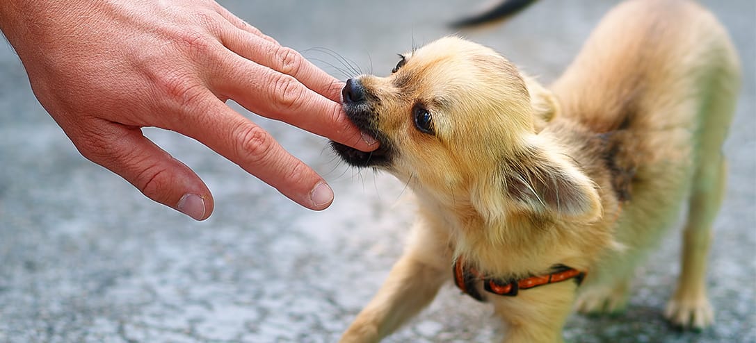 ¿Cómo evitar que tu perro muerda?