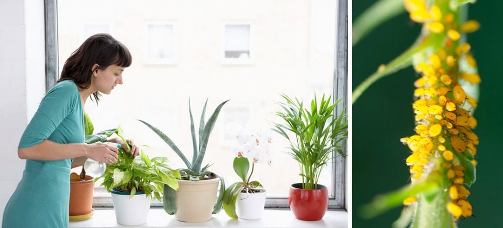 tips fáciles para prevenir las plagas en las plantas de interior