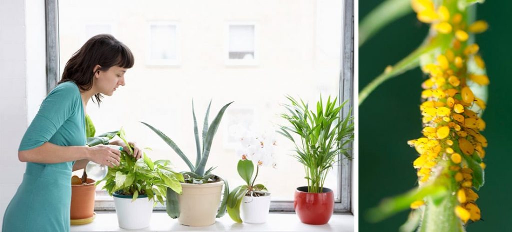 Tips fáciles para prevenir las plagas en las plantas de interior
