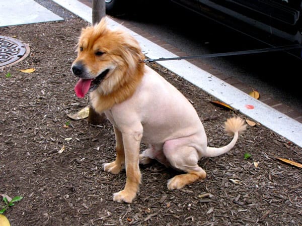 rapar-a-tu-perro-en-epoca-de-calor-golden