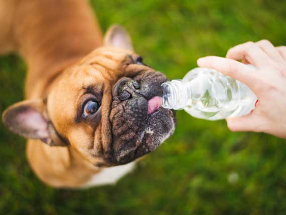 5 Consejos para viajar con tu mascota que te encantarán 2