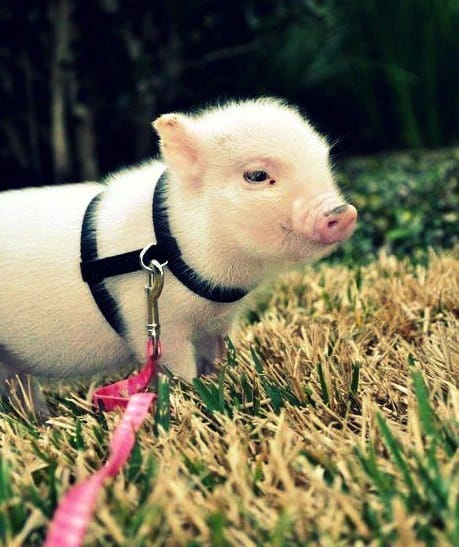 10 ventajas de tener un Mini Pig 7