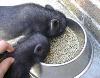 10 ventajas de tener un Mini Pig 6