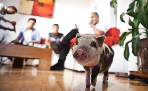 10 ventajas de tener un Mini Pig 8