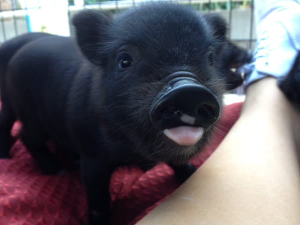 10 ventajas de tener un Mini Pig 0