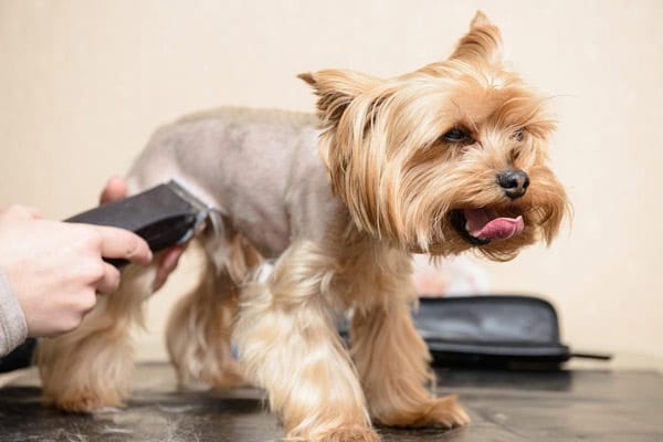 rapar-a-tu-perro-en-epoca-de-calor-perrochiquito