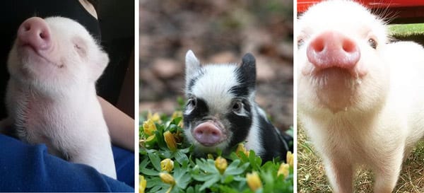 10 ventajas de tener un Mini Pig