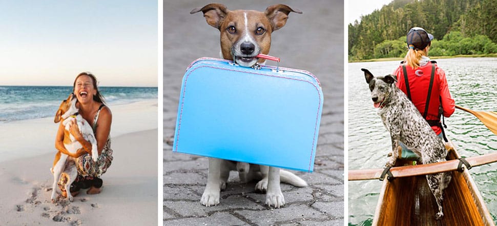 5 Consejos para viajar con tu mascota que te encantarán