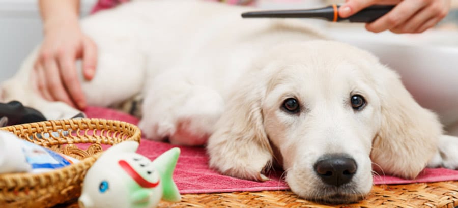 Conoce el por qué no es la mejor idea rapar a tu perro en época de calor