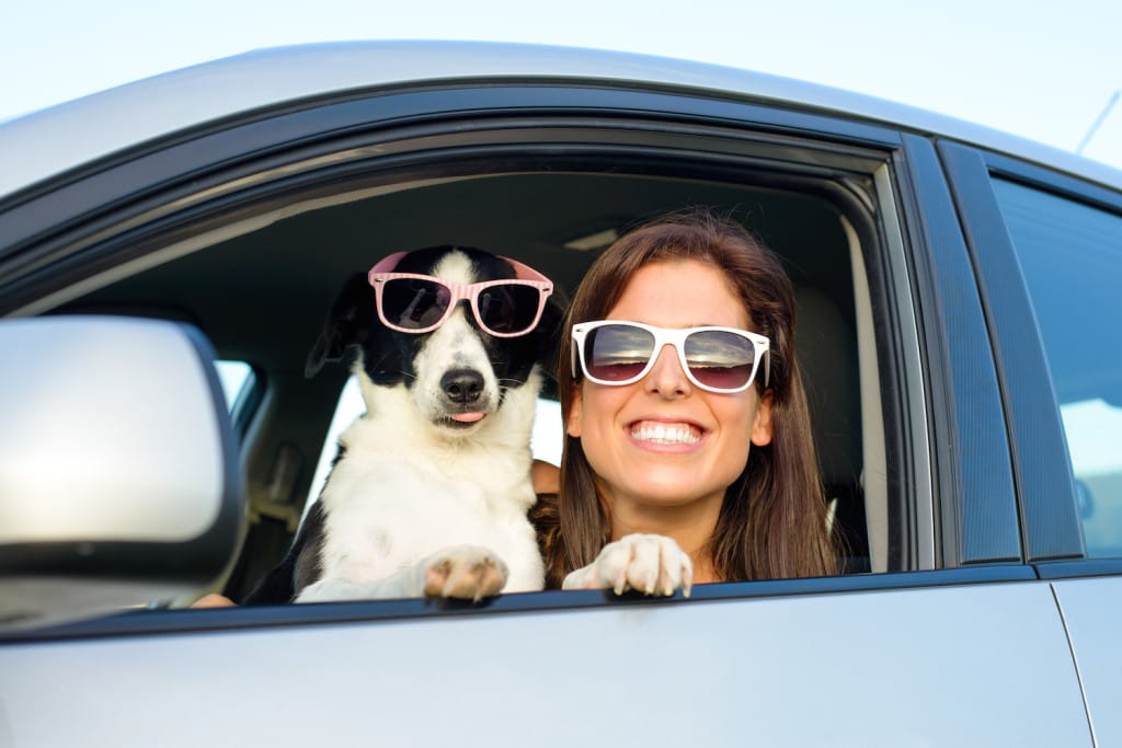 5 Consejos para viajar con tu mascota que te encantarán 4