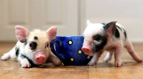 10 ventajas de tener un Mini Pig 4