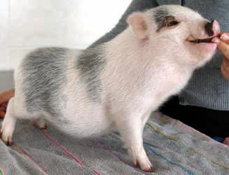 10 ventajas de tener un Mini Pig 9