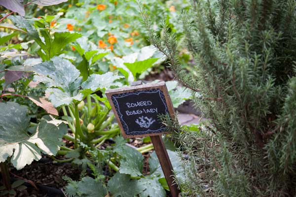 Haz tu huerto urbano fácilmente ¡y cultiva tu comida! 0