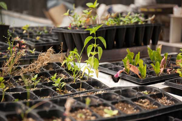 Haz tu huerto urbano fácilmente ¡y cultiva tu comida! 1