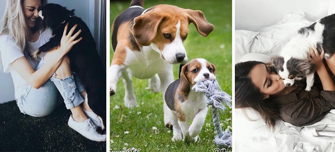 10 productos que necesitas comprar para tu perro