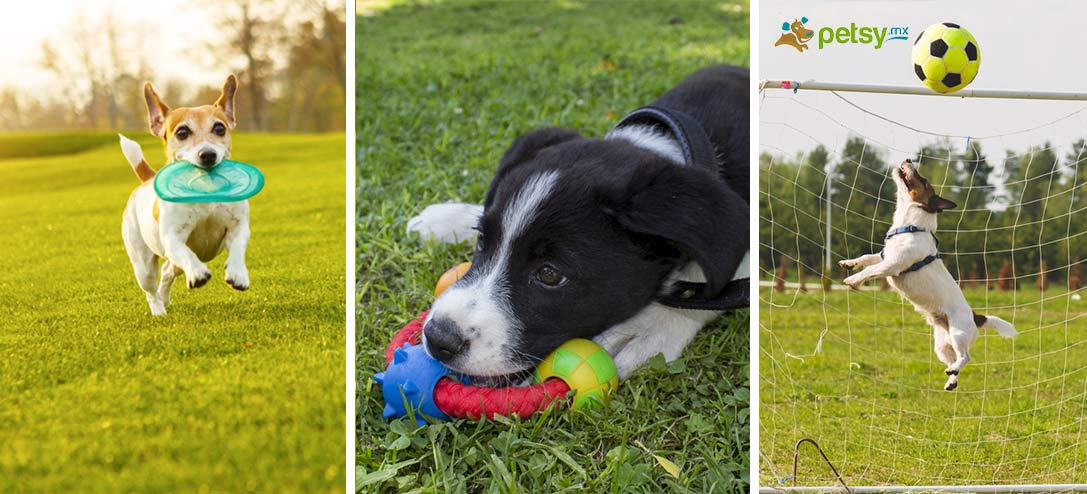 10 juguetes que tu perro pequeño necesita