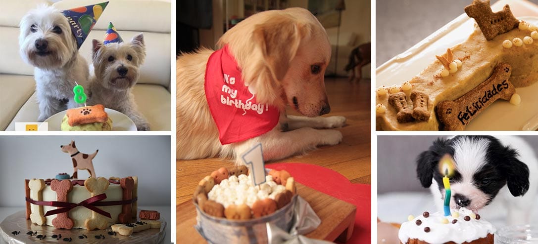 5 tipos de pasteles para perros