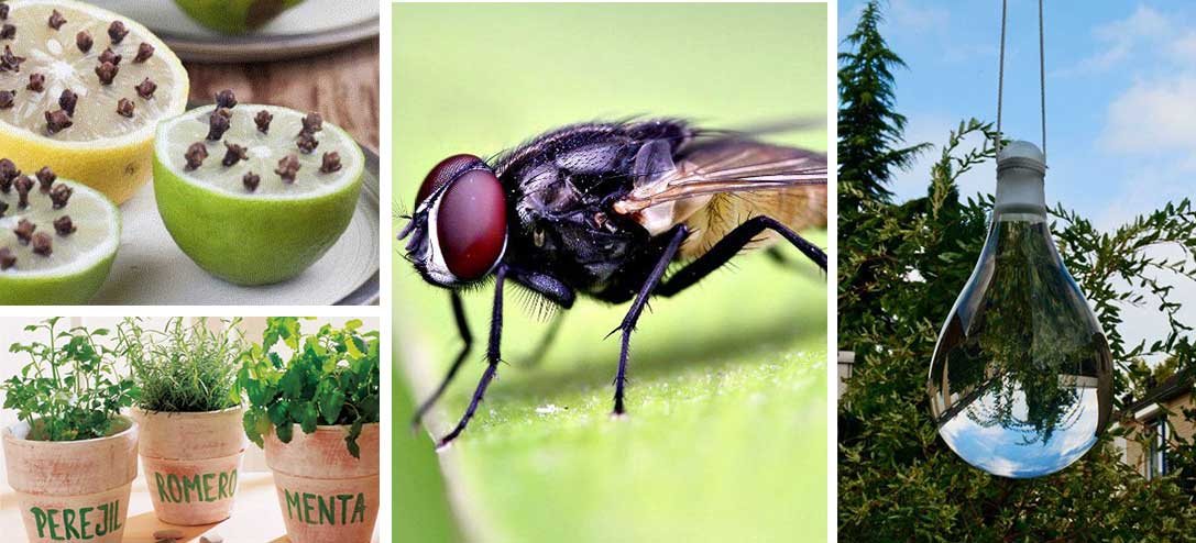10 tips efectivos para ahuyentar a las moscas