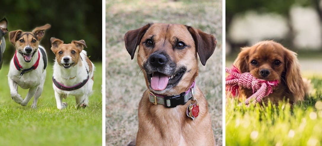 Consejos y accesorios  para que tu mascota no se pierda