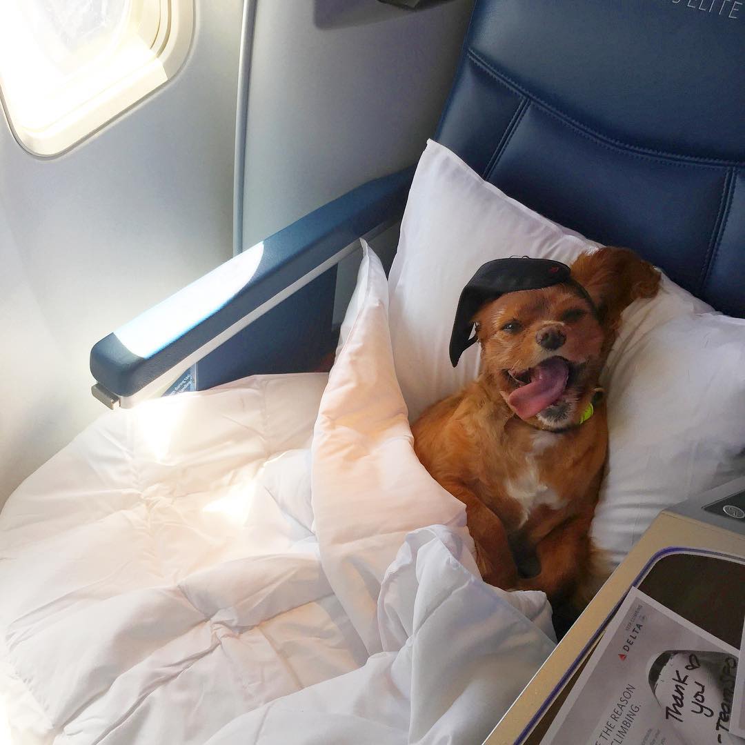 Cómo viajar en avión con tu mascota Mujer de 10