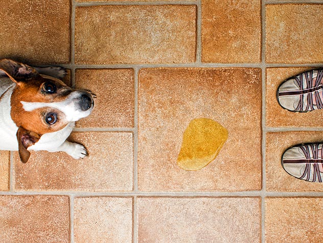 10 productos para eliminar el olor de tu mascota de tu casa 11