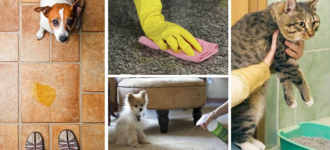 10 productos para eliminar el olor de tu mascota de tu casa