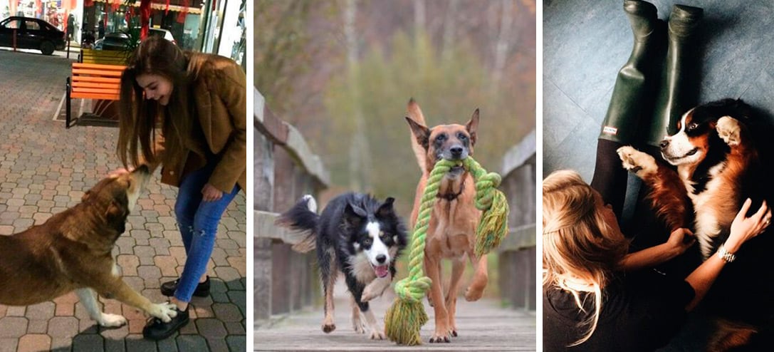 10 juguetes ideales para perro grande